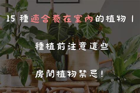 房間盆栽|15 種適合養在室內的植物｜種植前注意這些房間植物 